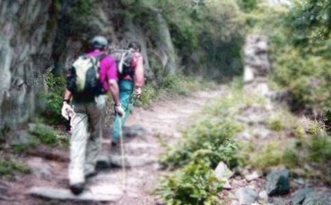 爬山虎作文(精選115篇)