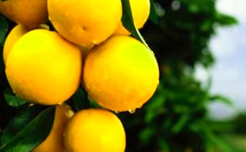 小班橘子和橙子主題教案