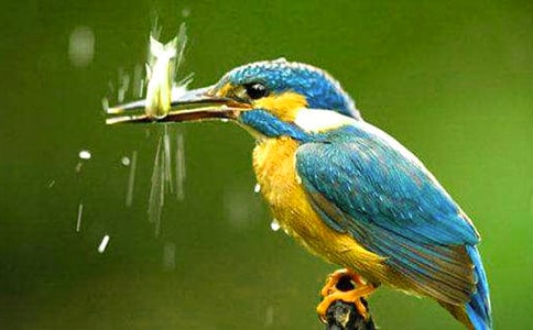 《翠鳥》閱讀答案