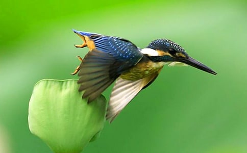 人教版小學(xué)三年級下冊語文《翠鳥》詞語解釋