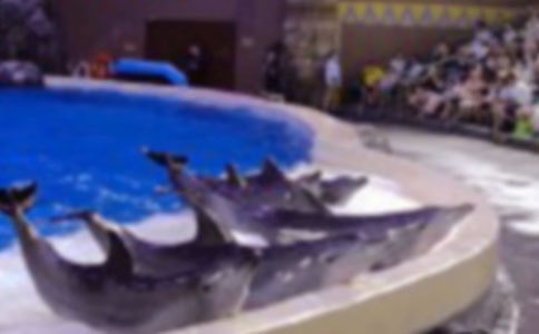 藍(lán)色的海豚島讀后感范文550字