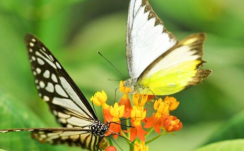 �������wѽ���̰�