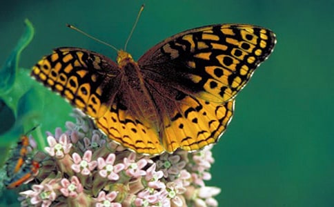 三只蝴蝶中班語言教案