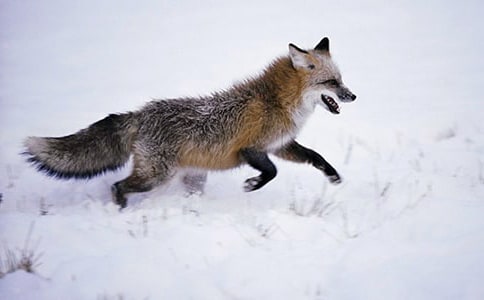 烏鴉和狐貍作文300字(9篇)