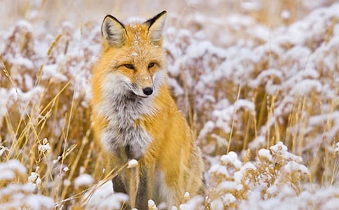 了不起的狐貍爸爸500字讀后感8篇