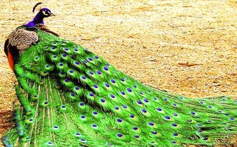 ���Ŀ�ȸ���ģ���ȫ15ƪ��