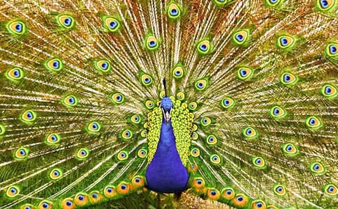 孔雀舞作文優秀【3篇】