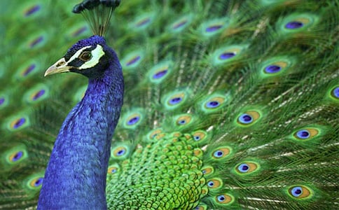 ��ƽ��ȸ����