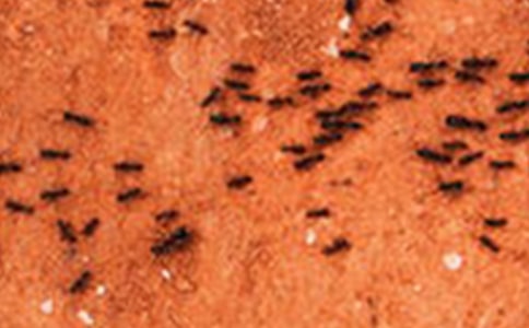 一只螞蟻的故事經典(7篇)