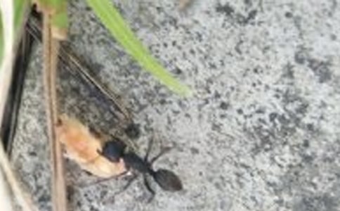 (薦)螞蟻團結作文