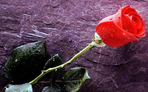 �P(gu��n)��õ�廨���f�f