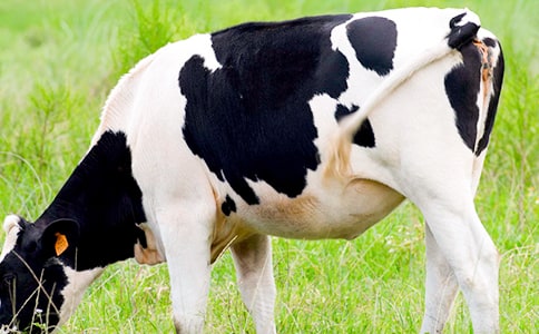 ������g(sh��)��ţ�̰�