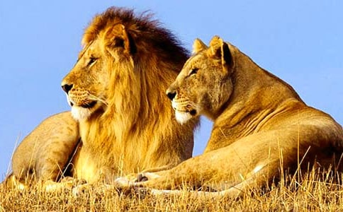 小兔智斗獅子看圖寫話(集合9篇)