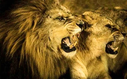 小兔智斗獅子看圖寫話