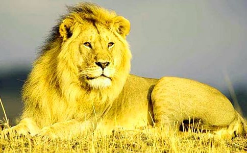 2022年獅子座的運(yùn)勢