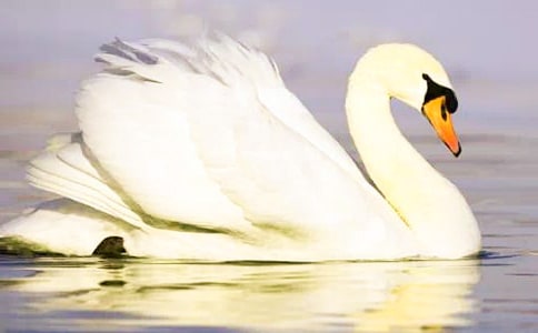 丑小鴨變天鵝語言教案(通用6篇)