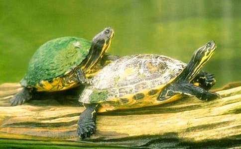 小烏龜作文精選【15篇】