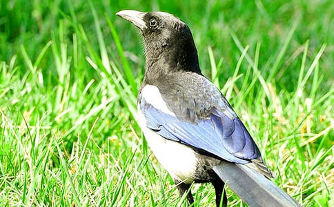 喜鵲告狀閱讀理解(附答案)