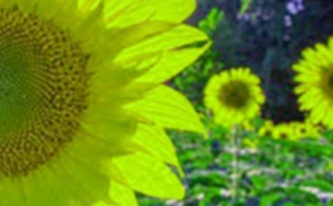 向日葵的眼淚作文4篇