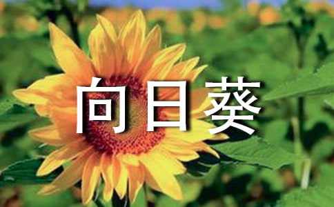 大班美術向日葵教案(精選11篇)