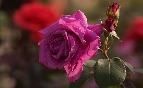 一朵渴望冬陽的月季詩歌