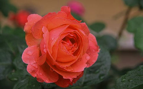 ����12�¼������õĶ̾䣨���x200�䣩