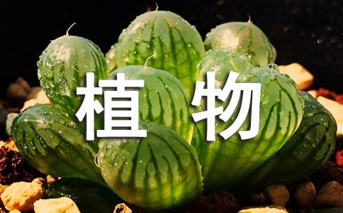 關于植物的成語(精選160個)