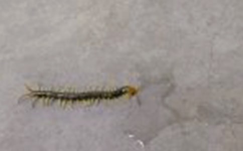 �����ĸ�µ���� Ԣ�Թ���