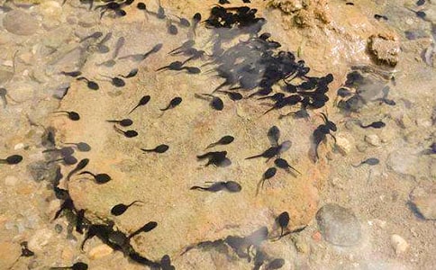 С���v�Uӛ���ģ�ͨ��16ƪ��